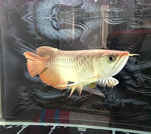 龍魚肛門鼓起期間需要喂食嗎（龍魚肛門鼓起期間喂食是必要的）