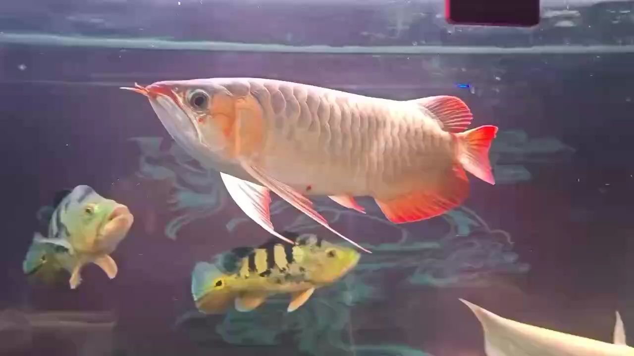 漂亮（miss_離歌評論：美麗與魅力的探索）