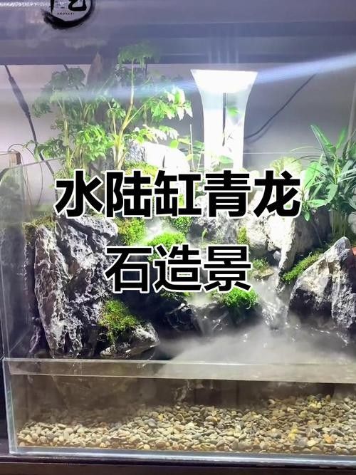 大青龍魚苗的飼養難度大嗎？（大青龍魚苗的飼養難度如何？）