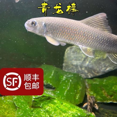 大青龍魚苗的飼養難度大嗎？（大青龍魚苗的飼養難度如何？）
