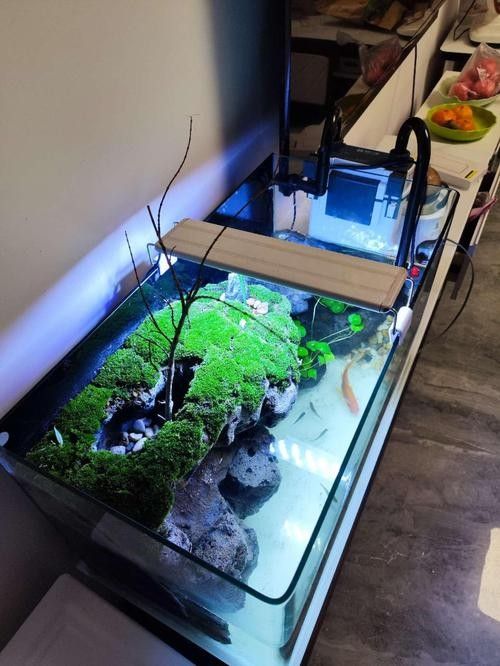 大青龍魚苗的飼養難度大嗎？（大青龍魚苗的飼養難度如何？）