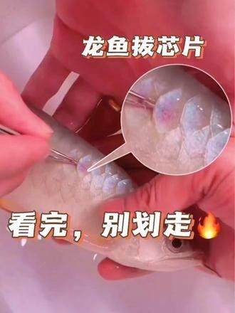 龍魚芯片的作用是什么（龍魚體內(nèi)有芯片芯片有什么用處）