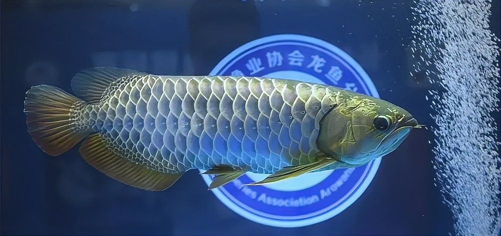 如何選擇適合龍魚的血統(tǒng) 如何選擇適合龍魚的血統(tǒng) 龍魚百科 第3張