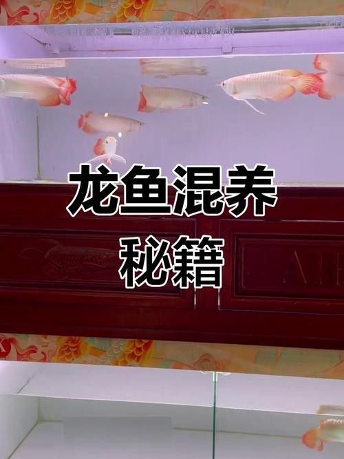 紅龍魚混養(yǎng)的最佳搭配是什么（養(yǎng)魚老道，紅龍魚混養(yǎng)指南）