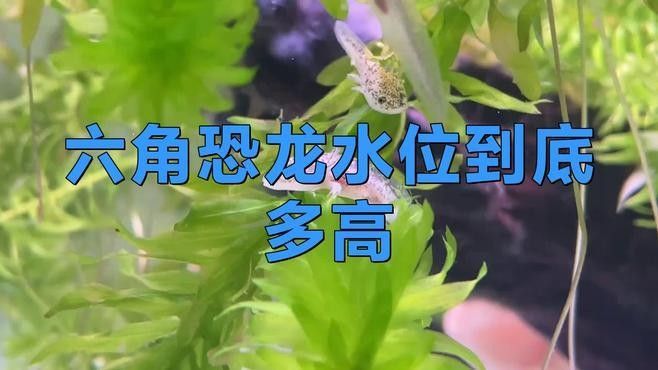 如何設置六角龍魚的隔離區（六角龍魚怎么養，六角龍魚隔離區設計隔離區的步驟）