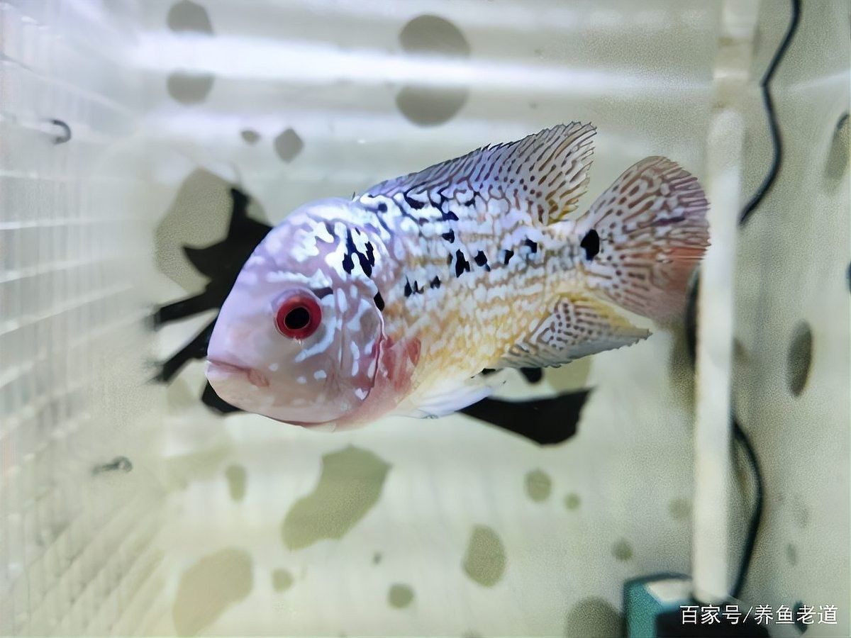 如何設置六角龍魚的隔離區（六角龍魚怎么養，六角龍魚隔離區設計隔離區的步驟）