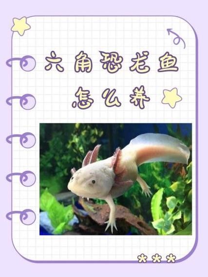 如何設置六角龍魚的隔離區（六角龍魚怎么養，六角龍魚隔離區設計隔離區的步驟）