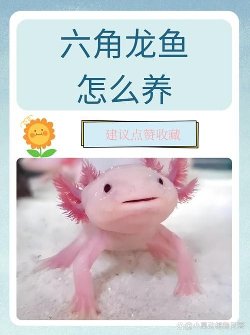 如何設置六角龍魚的隔離區（六角龍魚怎么養，六角龍魚隔離區設計隔離區的步驟）
