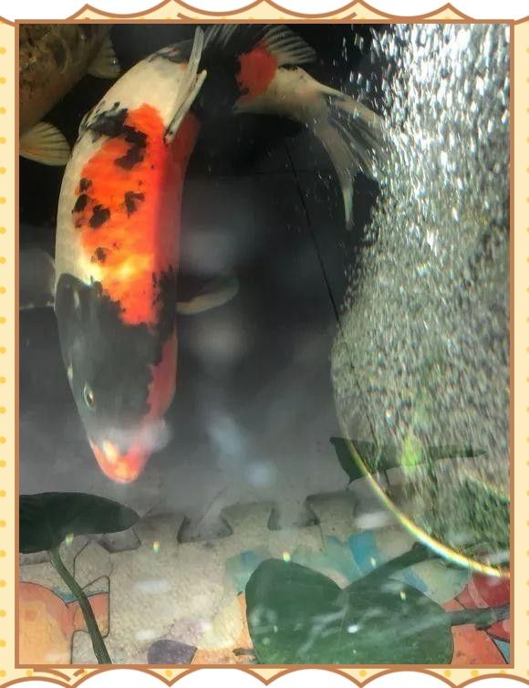 金龍魚背彎能否完全恢復(fù)（金龍魚背部彎曲能否完全恢復(fù)）