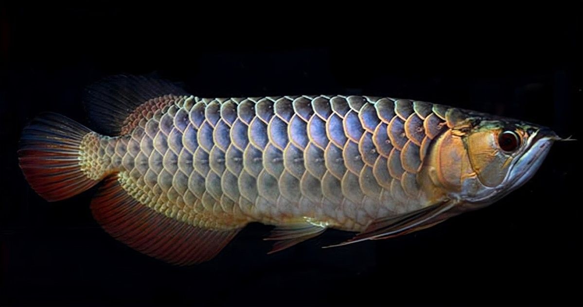 金龍魚背彎能否完全恢復(fù)（金龍魚背部彎曲能否完全恢復(fù)）