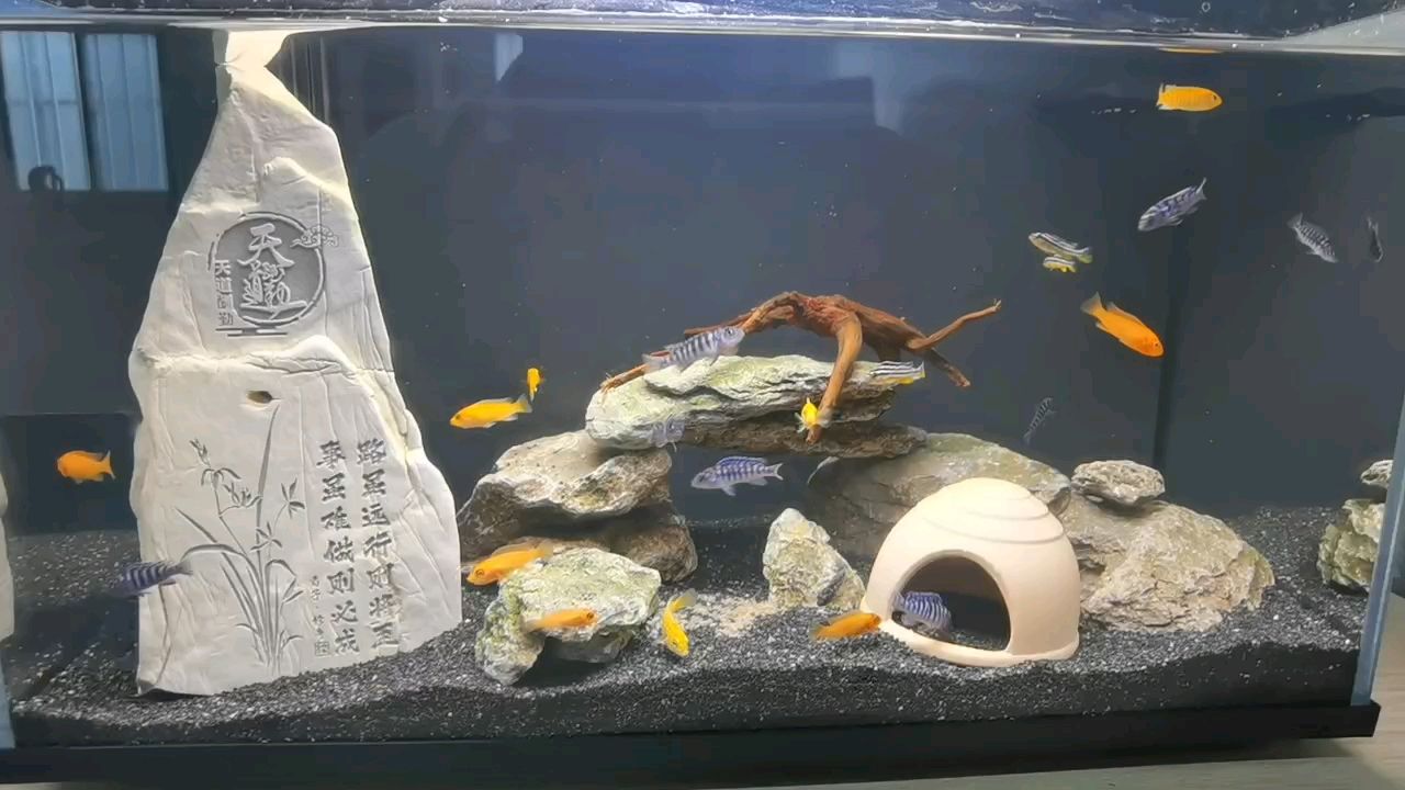 開缸啦（辦公室的一缸魚）