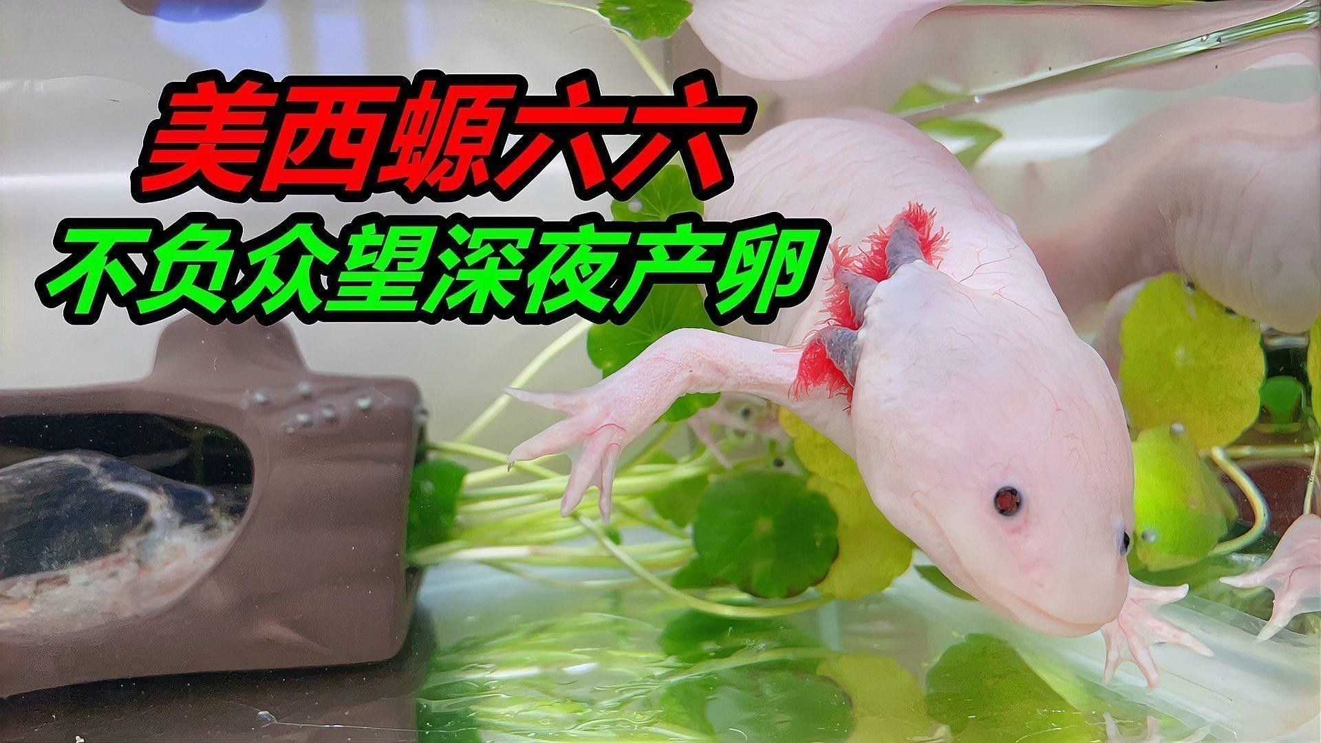 六角恐龍魚多久能完全認主（六角恐龍魚多久能完全認主，六角恐龍魚認主人多久認主） 六角恐龍魚多久能完全認主（六角恐龍魚多久能完全認主，六角恐龍魚認主人多久認主） 龍魚百科 第1張