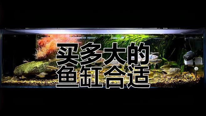 如何判斷魚缸是否足夠大（茜茜潮搭志養魚選缸全攻略茜茜潮搭志養魚選缸全攻略）