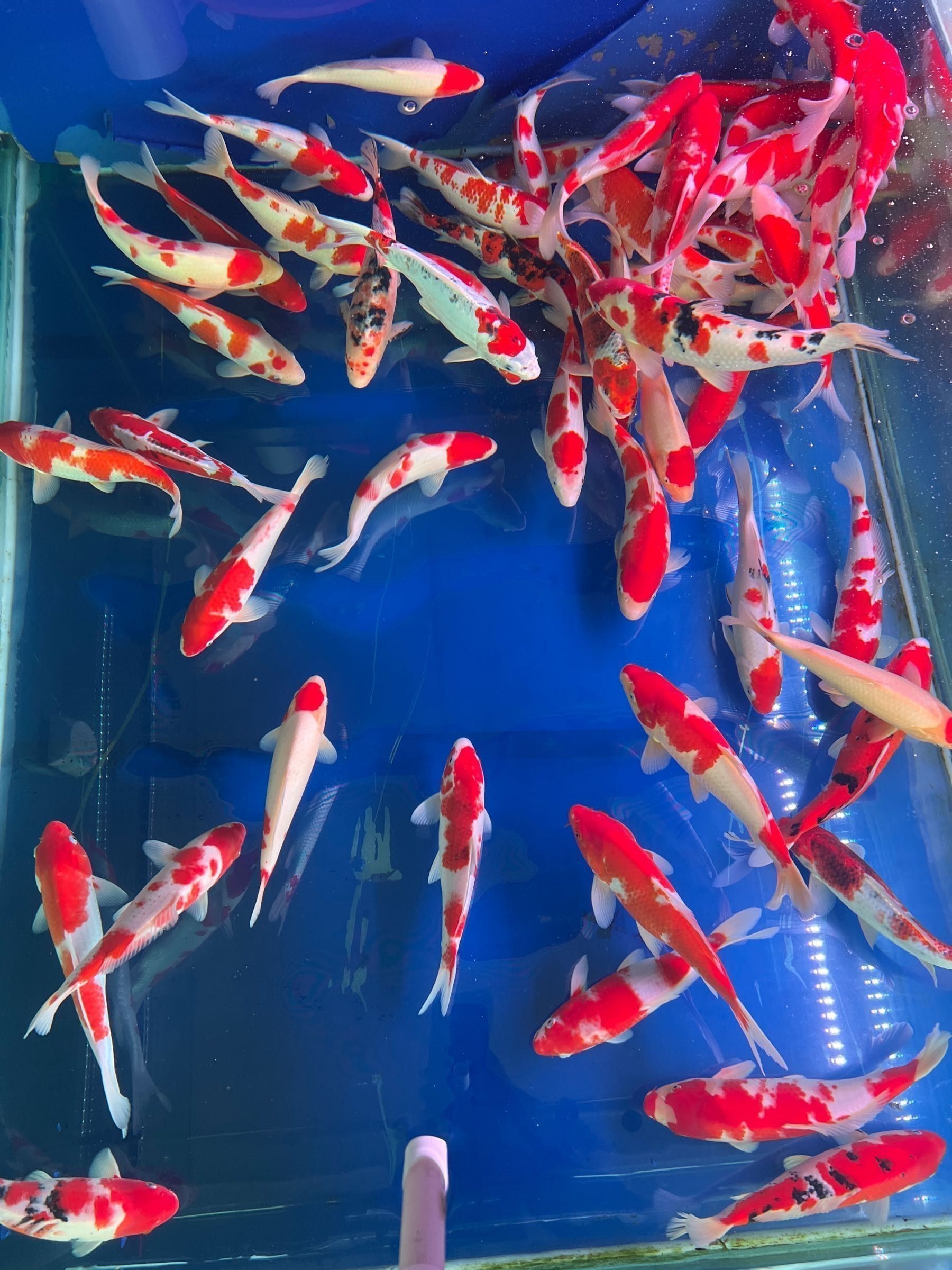 石林哪個水族館龍魚好？祥龍魚場龍魚（北京石林哪個水族館龍魚好，祥龍魚場龍魚在探索水域生態(tài)）