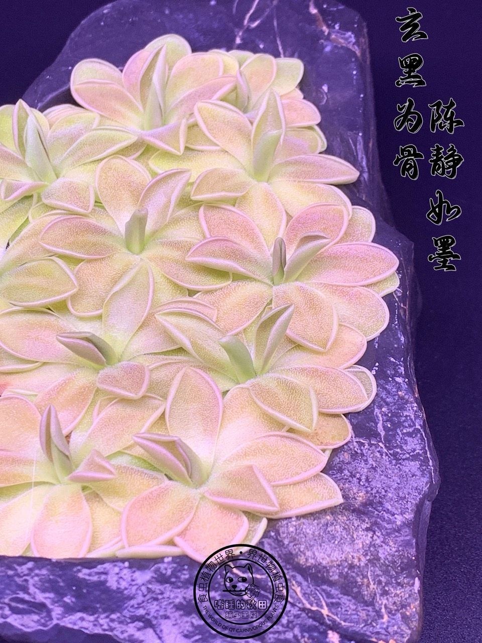 《捕蟲堇與靈璧石》第三彈（捕蟲堇與靈璧石第三彈）