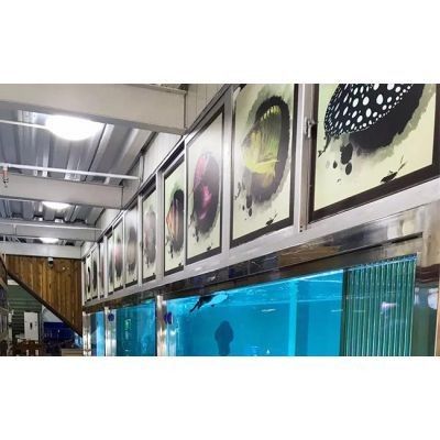 能提供更多黃岡的龍魚專賣店信息嗎（黃岡市哪里可以買到高品質的龍魚）