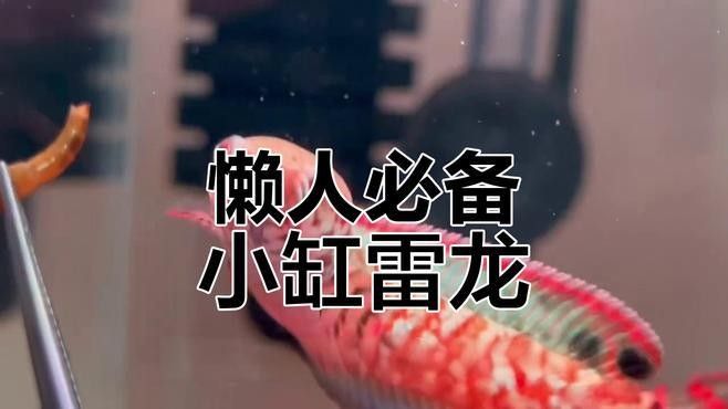 紅色雷龍魚哪個品種最好養（紅色系雷龍魚的選擇）
