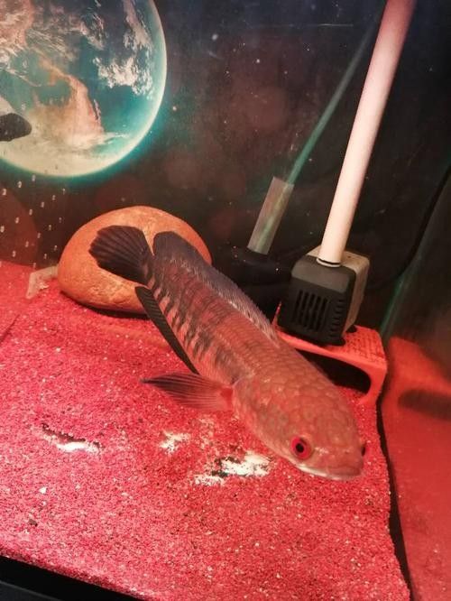 紅色雷龍魚哪個品種最好養（紅色系雷龍魚的選擇）