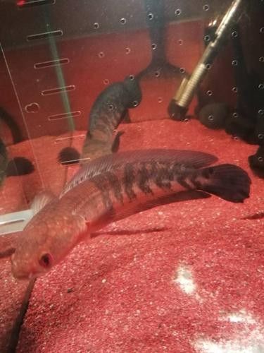 紅色雷龍魚哪個品種最好養（紅色系雷龍魚的選擇）