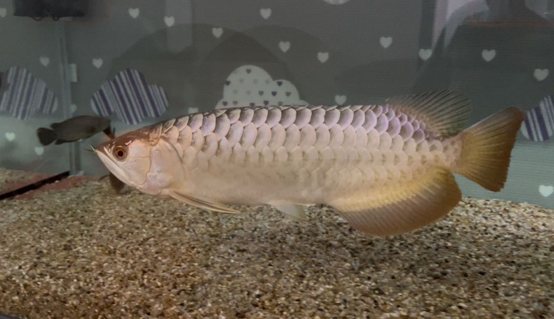 龍魚蒙眼時應該開燈還是關燈，龍魚蒙眼應該關燈，這是治療過程中普遍共識的關鍵措施之一