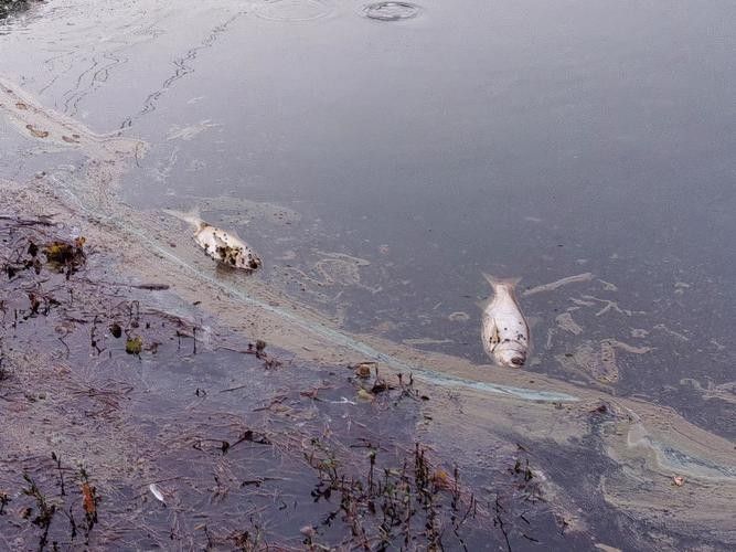 金龍魚趴缸可以自愈嗎？（金龍魚趴缸可以自愈嗎）