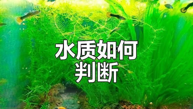 如何判斷水質是否清潔穩定？（北京大元環境檢測技術研究中心:零成本判斷魚缸水質好壞）