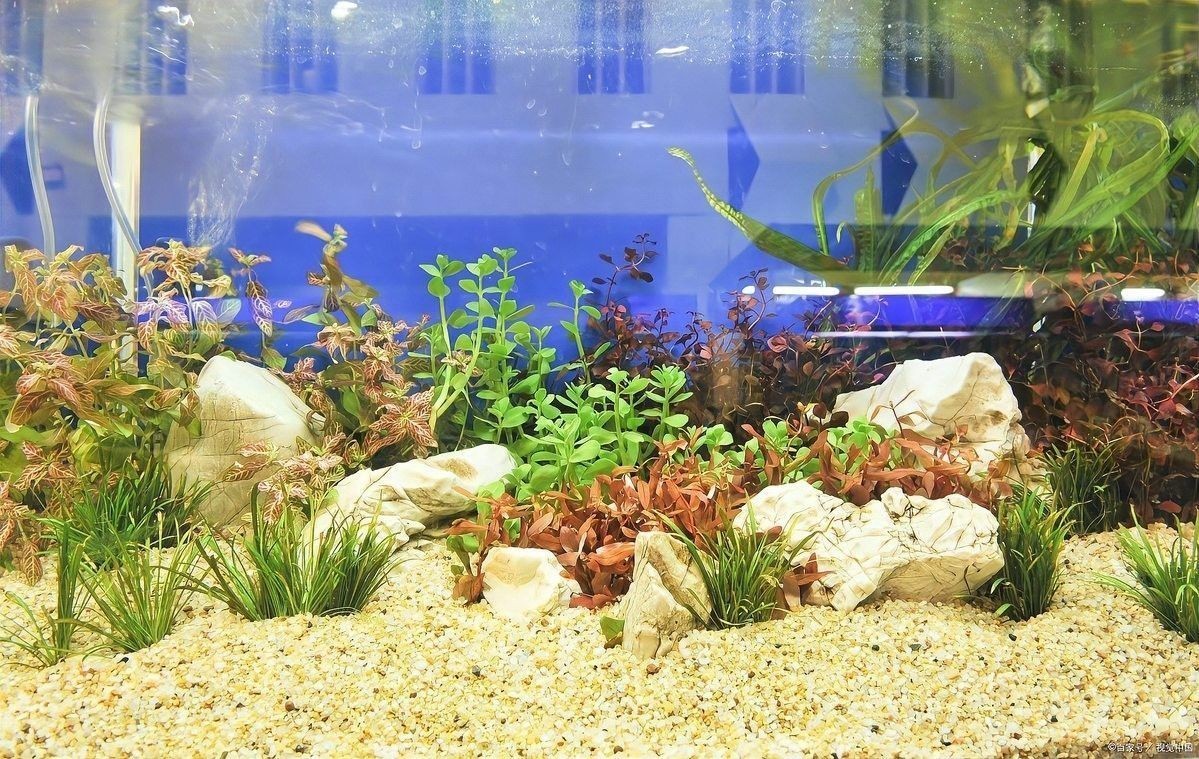 如何判斷水質是否清潔穩定？（北京大元環境檢測技術研究中心:零成本判斷魚缸水質好壞）