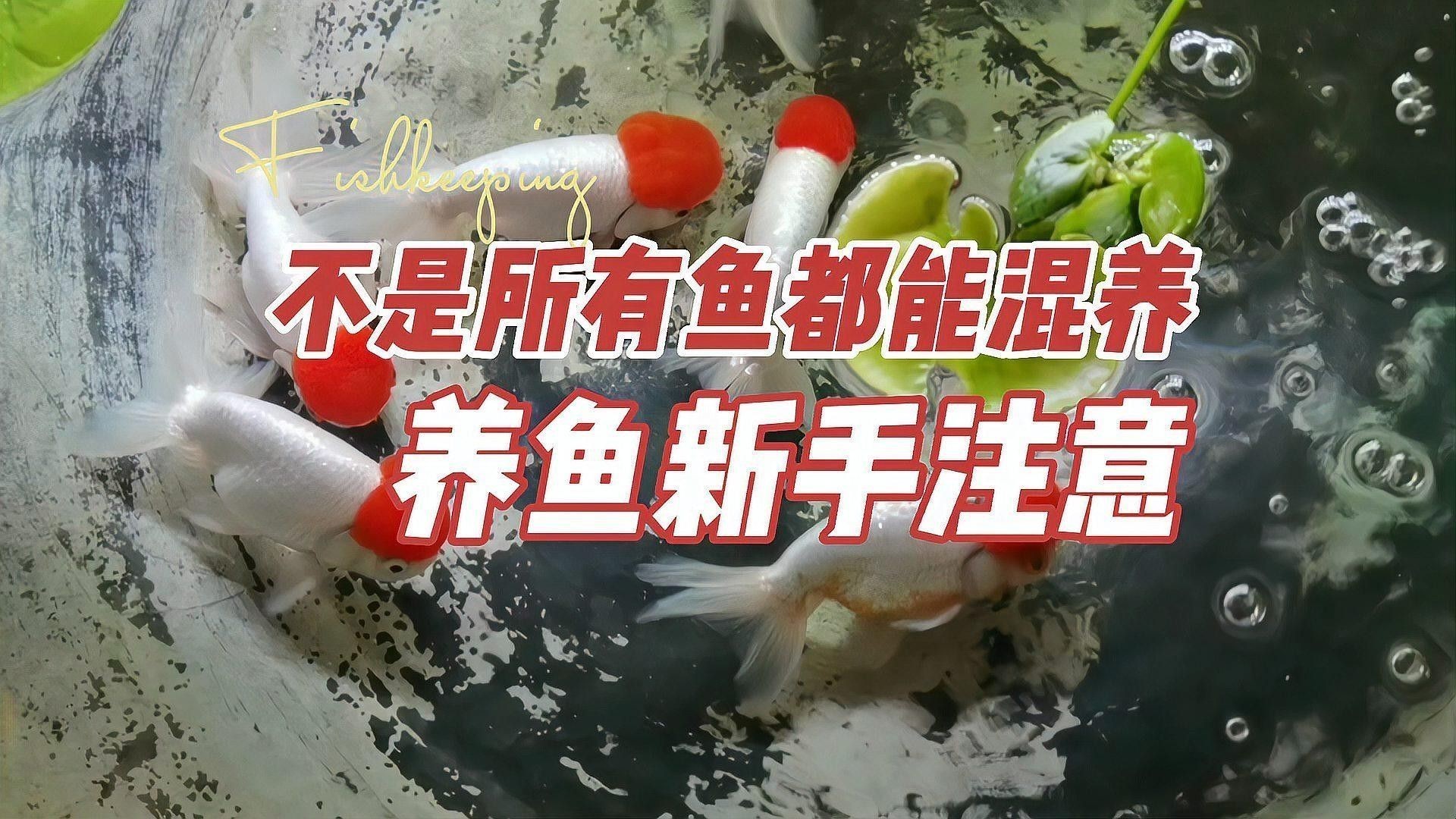 金龍魚和招財混養需要多大的魚缸（金龍魚和招財貓混養需要注意什么？）