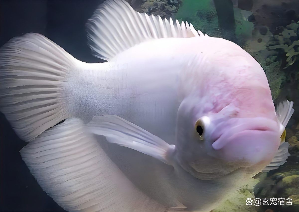 金龍魚和招財混養需要多大的魚缸（金龍魚和招財貓混養需要注意什么？）
