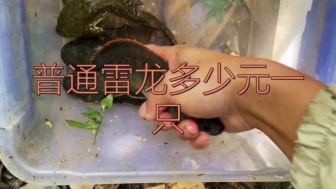 雷龍魚哪個品種最貴？（養雷龍魚哪些品種好養這幾個品種值得一試養魚說聽）