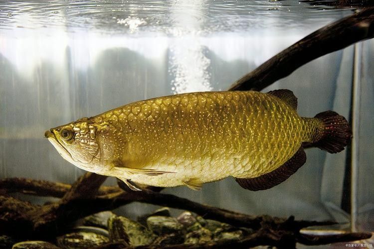興海哪個水族館龍魚好？祥龍魚場龍魚（興海哪個水族館龍魚好）