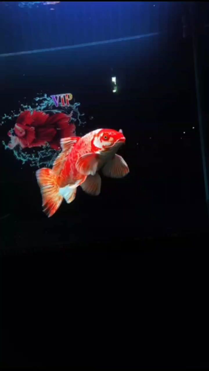 花紅蝴蝶鯉（花紅蝴蝶鯉，）