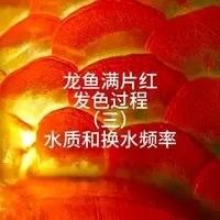 魯甸哪個水族館龍魚好？祥龍魚場龍魚（廣州龍魚祥龍魚場紅龍怎么樣祥龍魚場紅龍怎么樣）