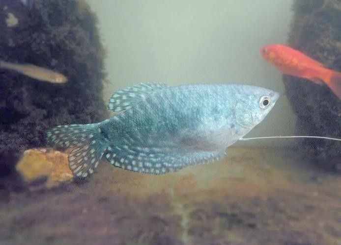 如何減少曼龍魚的攻擊性（如何減少曼龍魚攻擊性）