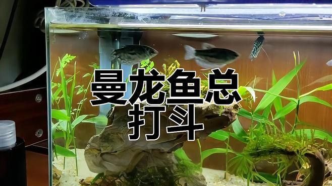 如何減少曼龍魚的攻擊性（如何減少曼龍魚攻擊性）