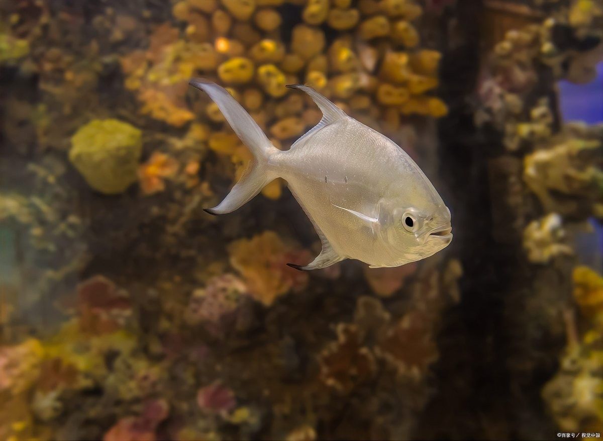 如何減少曼龍魚的攻擊性（如何減少曼龍魚攻擊性）