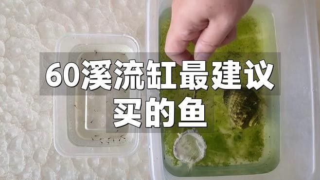 60厘米魚缸適合養什么魚？（0厘米的魚缸適合養什么魚滬上漫游醬新手養魚不踩坑）