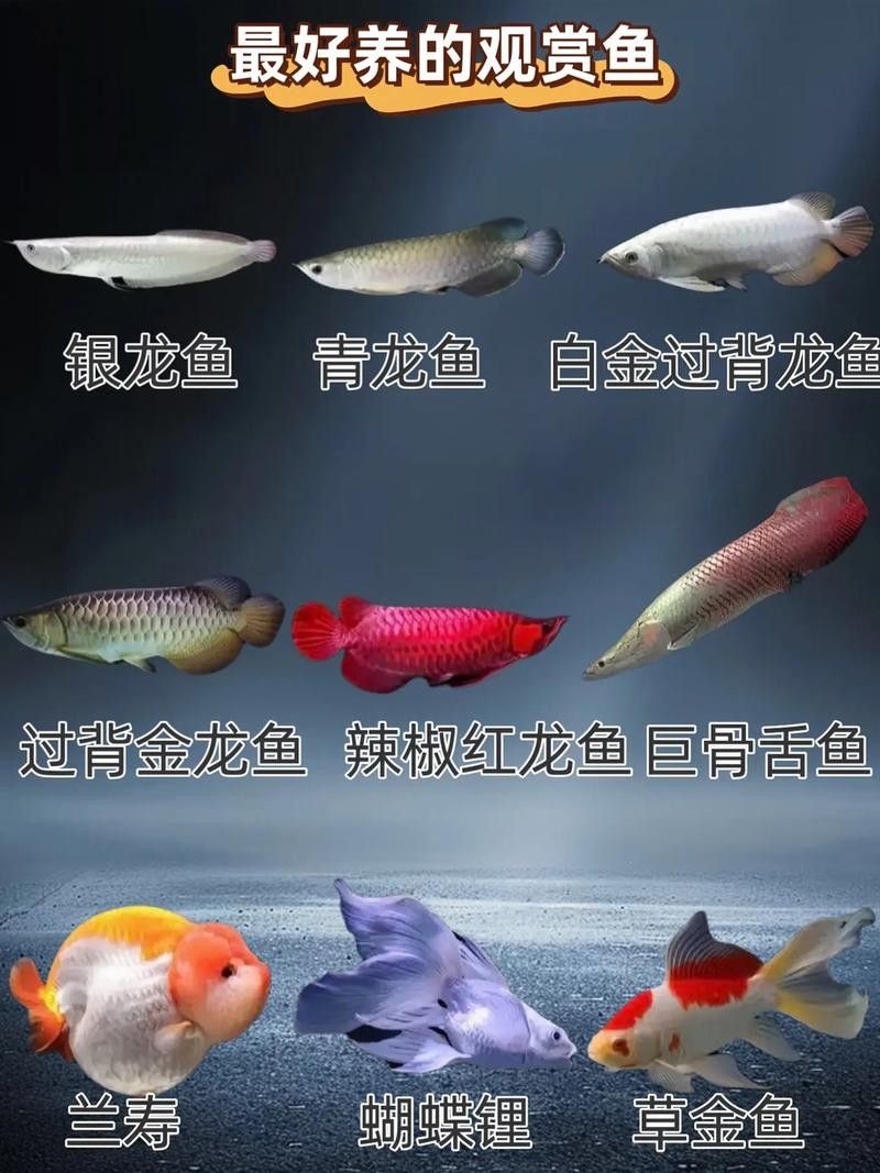 60厘米魚缸適合養什么魚？（0厘米的魚缸適合養什么魚滬上漫游醬新手養魚不踩坑）