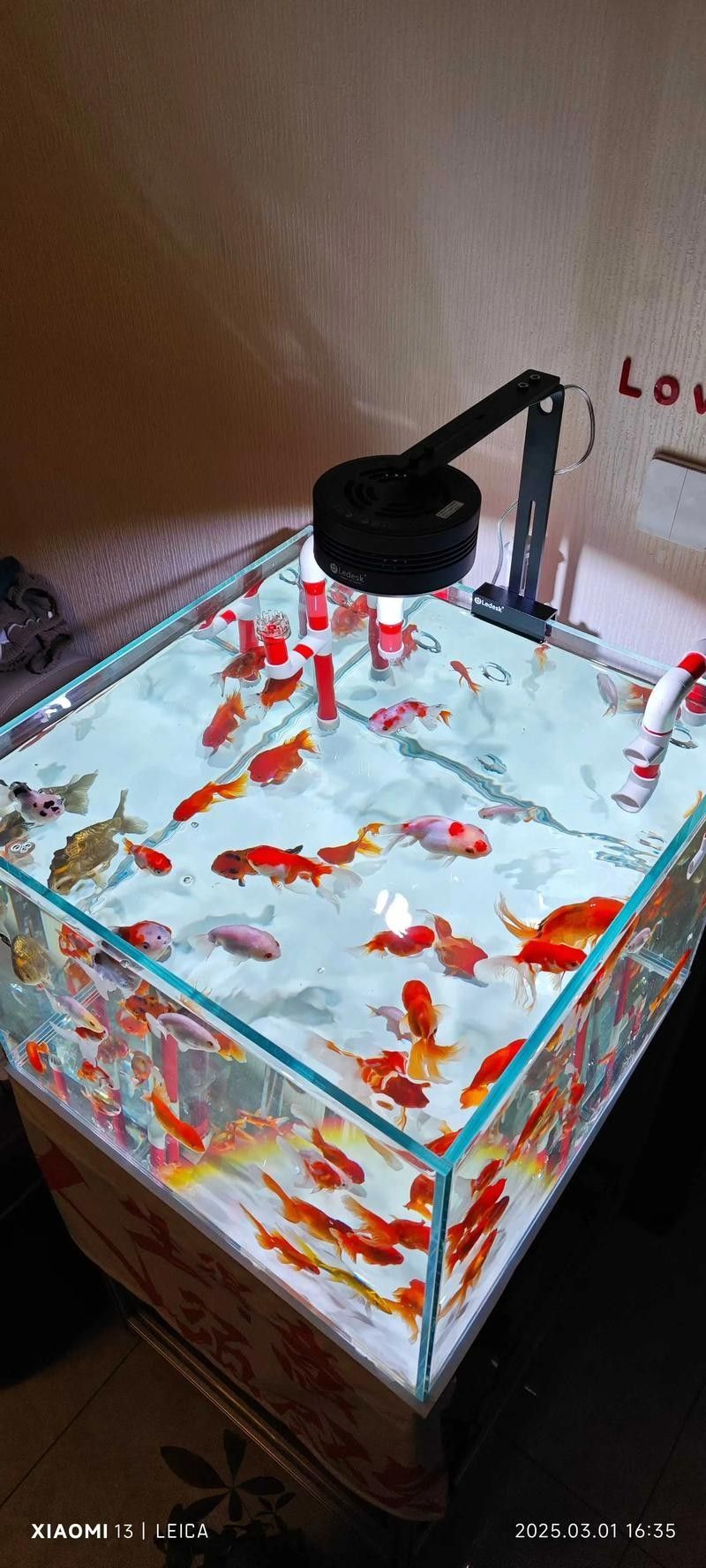 60厘米魚缸適合養什么魚？（0厘米的魚缸適合養什么魚滬上漫游醬新手養魚不踩坑）