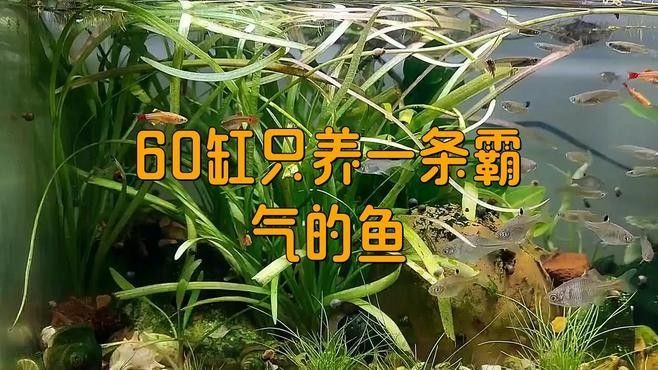 60厘米魚缸適合養什么魚？（0厘米的魚缸適合養什么魚滬上漫游醬新手養魚不踩坑）