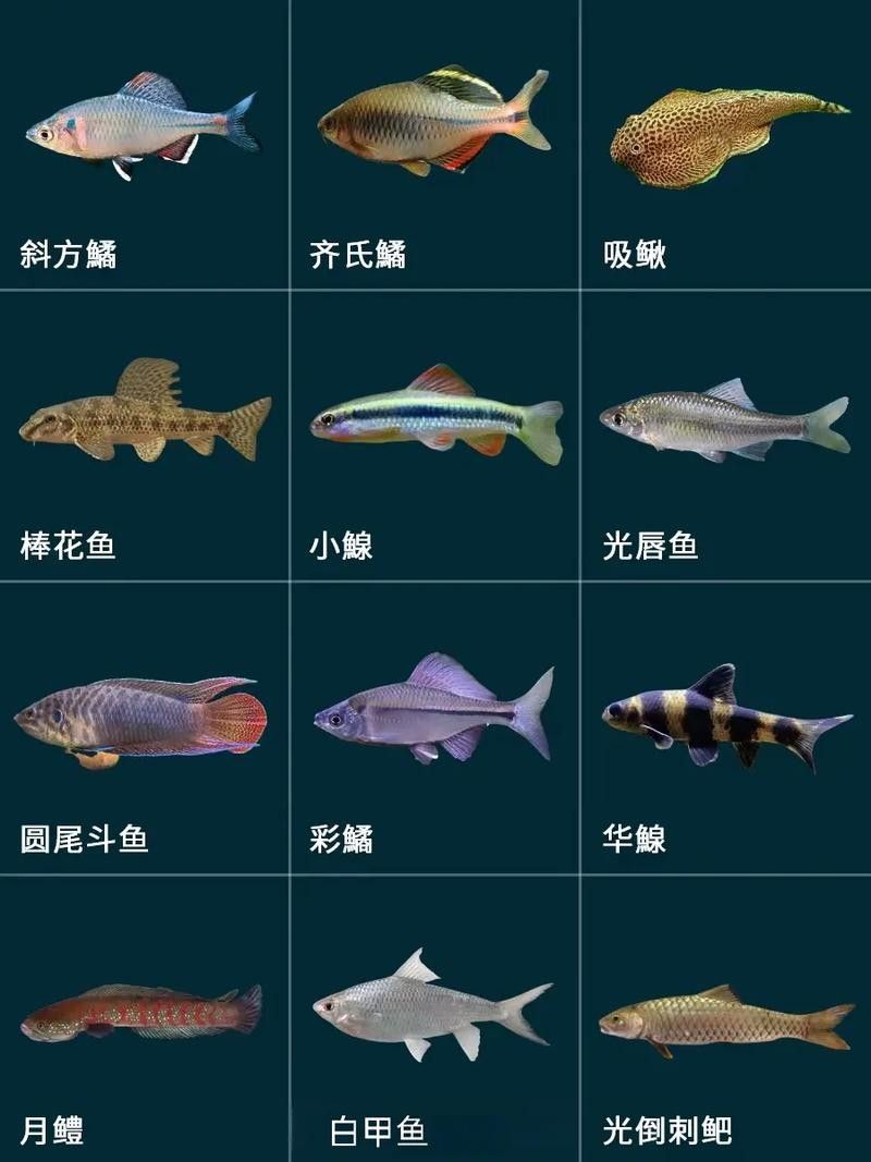 60厘米魚缸適合養什么魚？（0厘米的魚缸適合養什么魚滬上漫游醬新手養魚不踩坑）