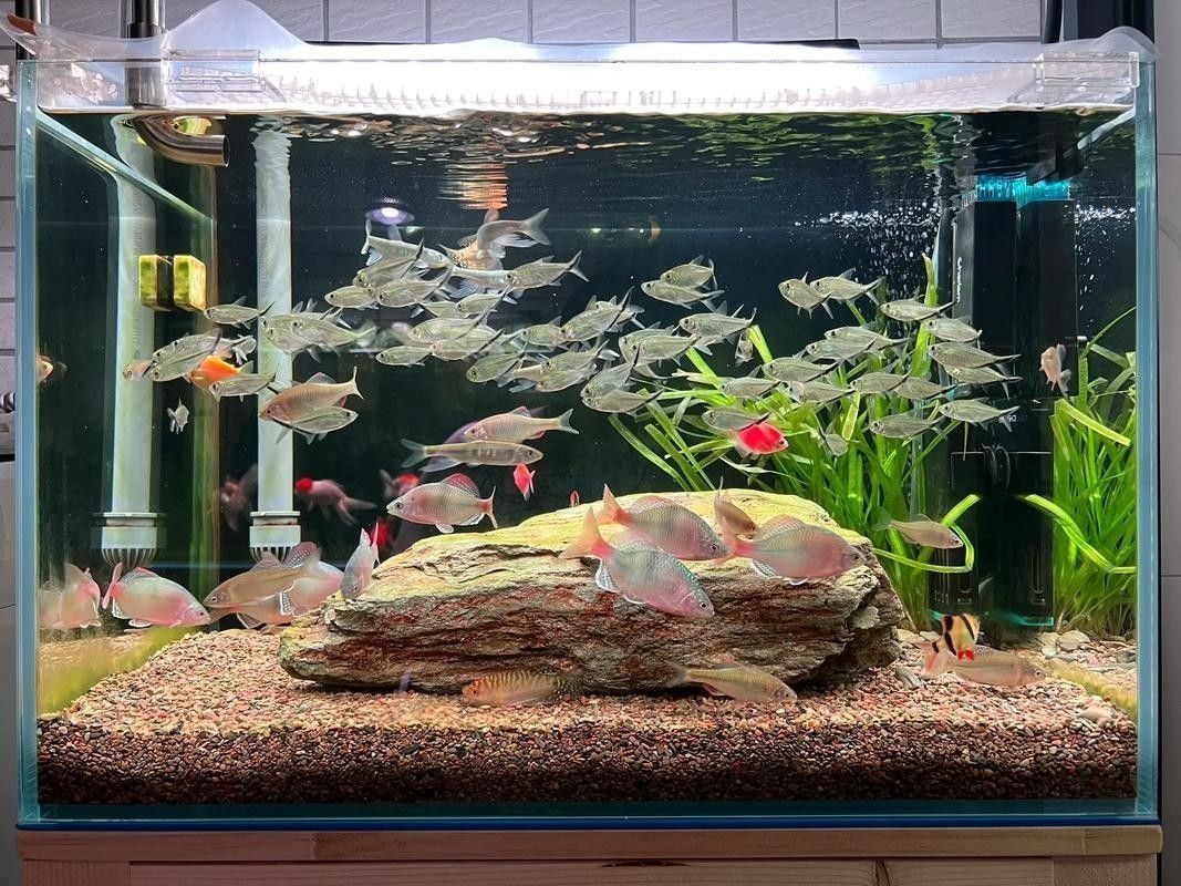 60厘米魚缸適合養什么魚？（0厘米的魚缸適合養什么魚滬上漫游醬新手養魚不踩坑）