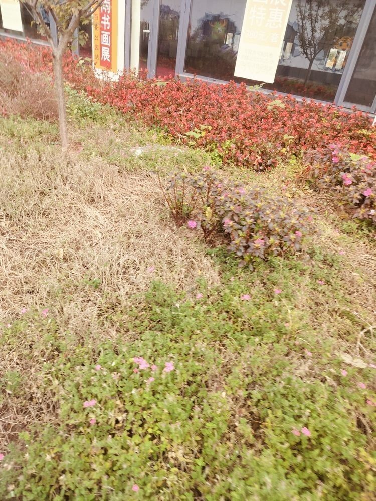 花花草草（昆weixin001評論植物在人類生活中的重要性及其對環境的積極影響）