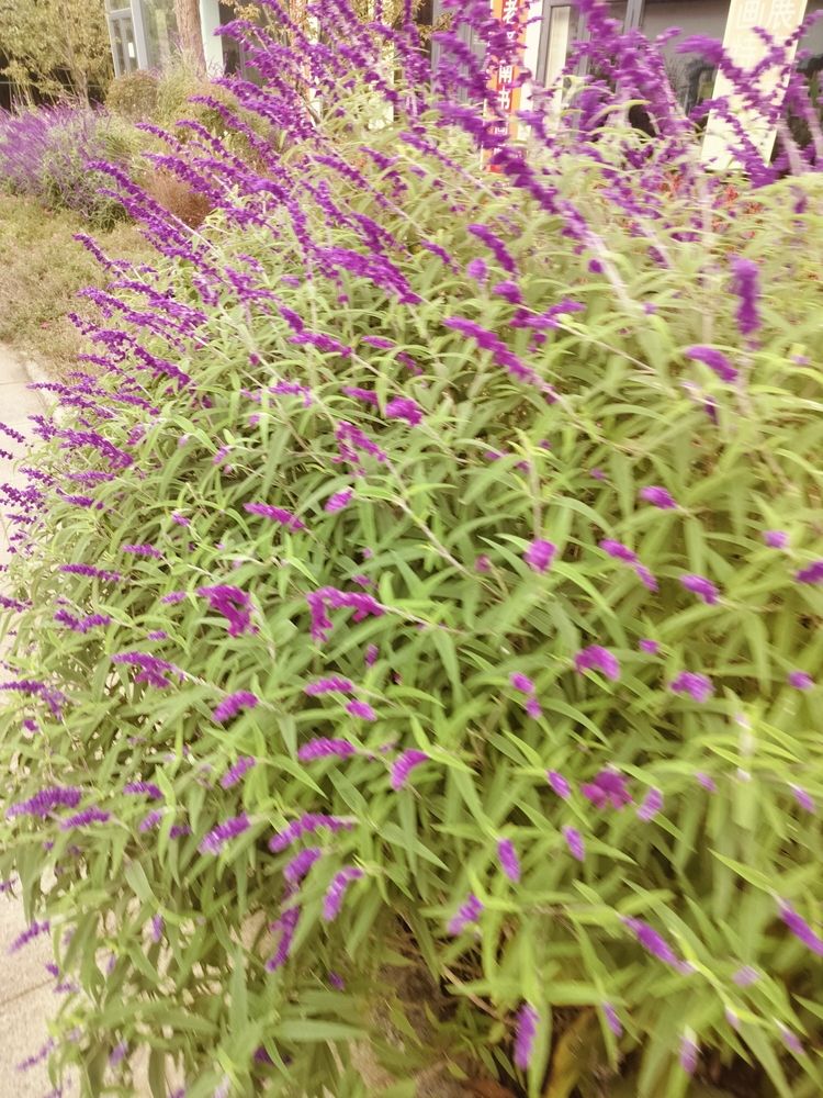 花花草草（昆weixin001評論植物在人類生活中的重要性及其對環境的積極影響）