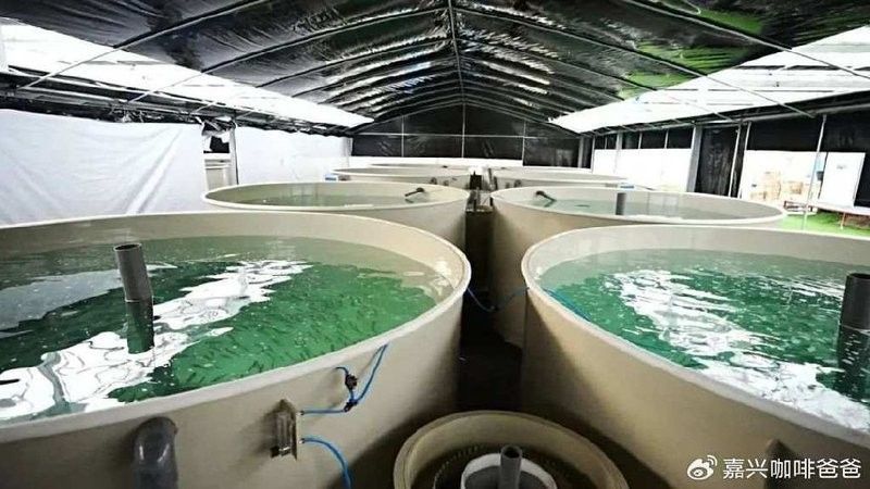 嘉興還有哪些高端水產養殖場？（嘉興高端水產養殖場） 嘉興還有哪些高端水產養殖場？（嘉興高端水產養殖場） 龍魚百科 第2張