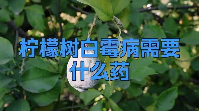白霉病會自愈嗎？（白霉病會自愈嗎）
