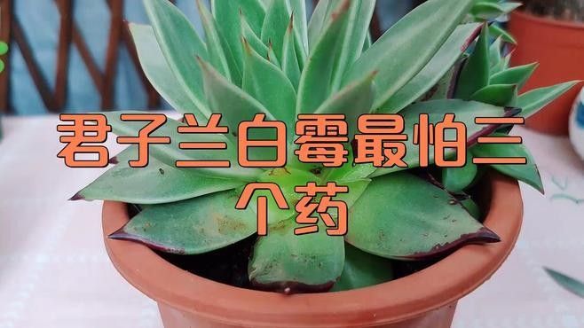 白霉病會自愈嗎？（白霉病會自愈嗎）