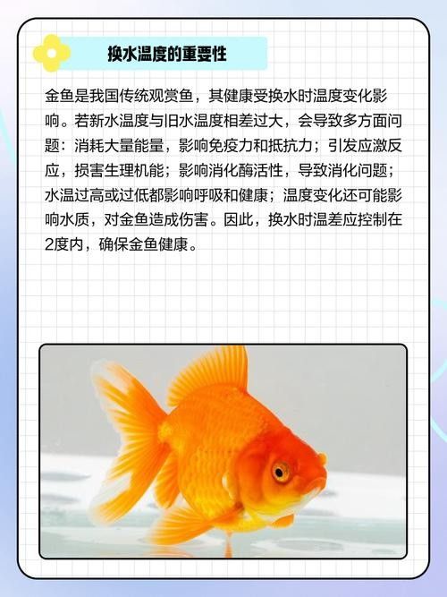 金龍魚多久換一次水？（養金龍魚多久換一次水最好金龍魚多久換一次水最好）
