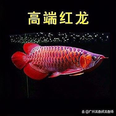 赤血紅龍魚的市場價(jià)格如何（赤血紅龍魚價(jià)格2688貴嗎廣州龍魚祥龍魚祥龍魚場）