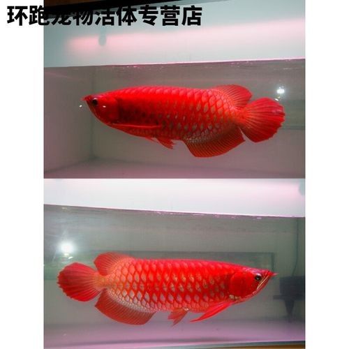 赤血紅龍魚的市場價(jià)格如何（赤血紅龍魚價(jià)格2688貴嗎廣州龍魚祥龍魚祥龍魚場）